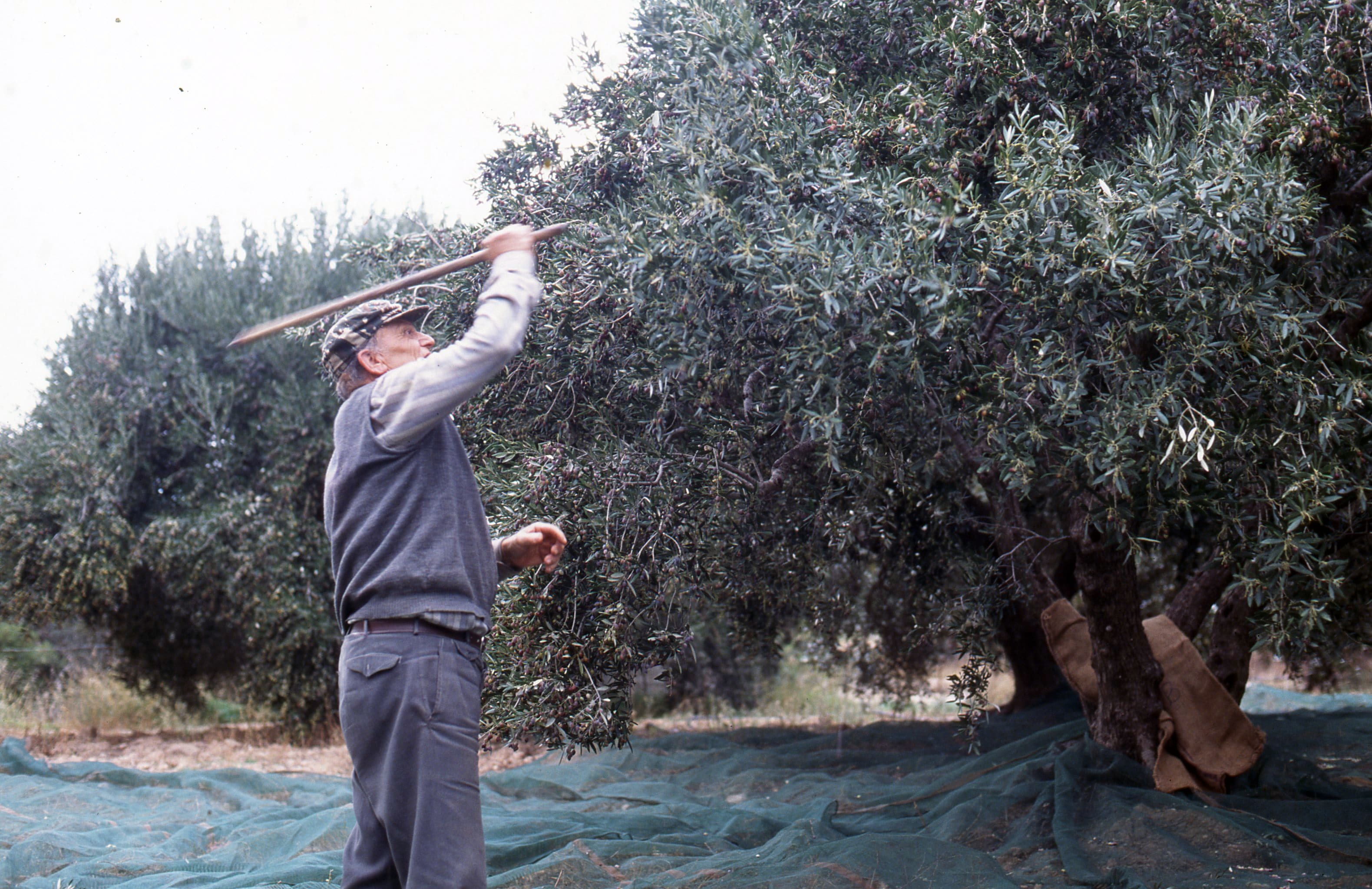 Zakros Coop Beginning Olive Oil Politeia