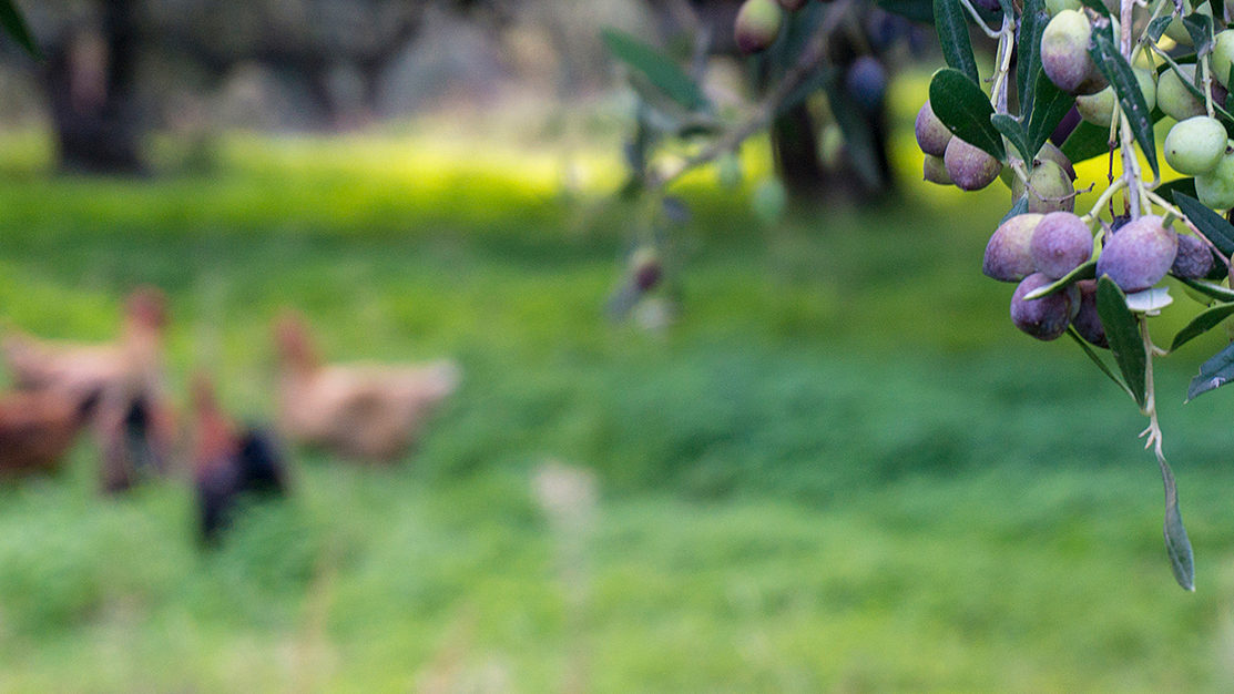 Livestock Grove Zakros COOP 2