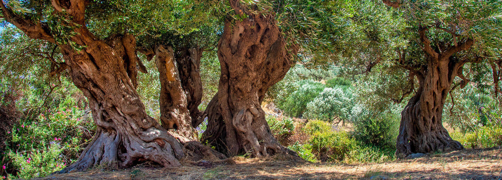 Century olive trees zakros politeia resized