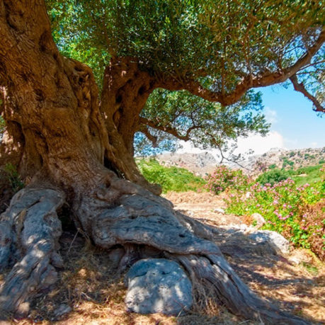 Olive Roots Fairytale Zakros Politeia