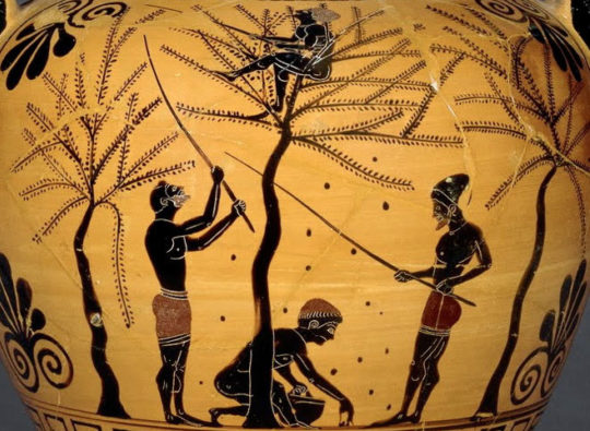 Olive aharvest scene in pottery