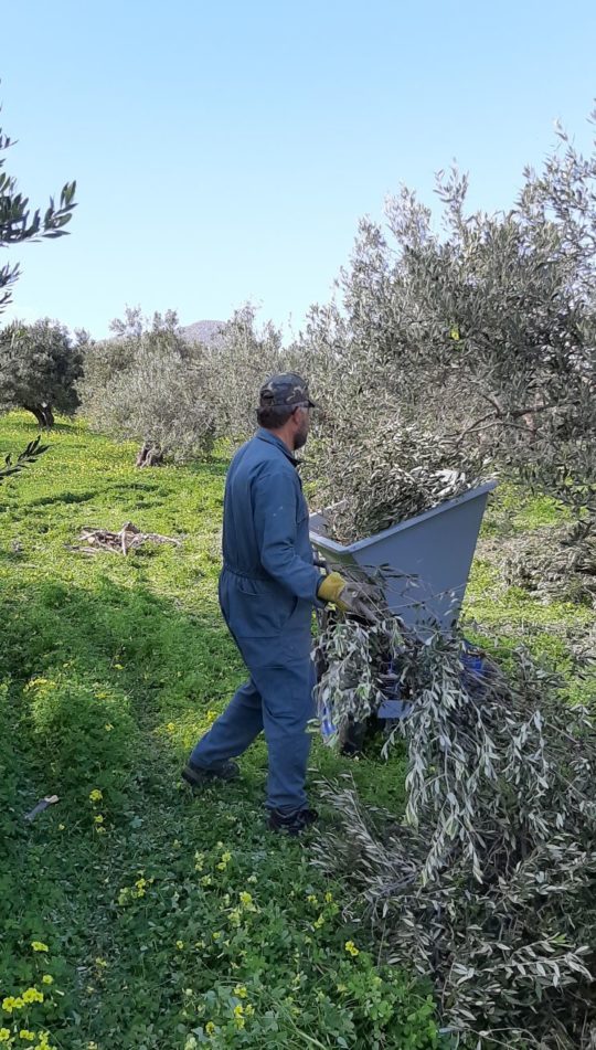 Olive Branches Crushed Zakros Politeia