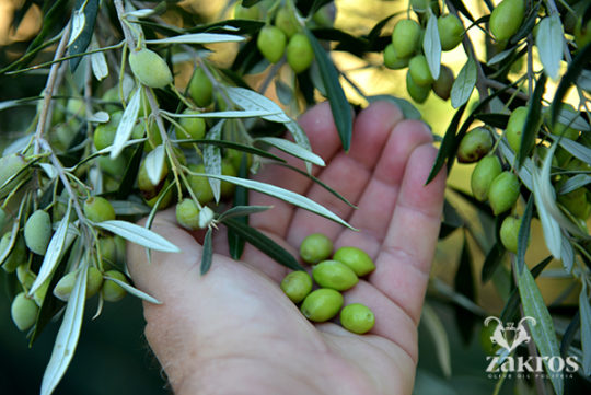 Olive Leaves Olives Zakros Politeia