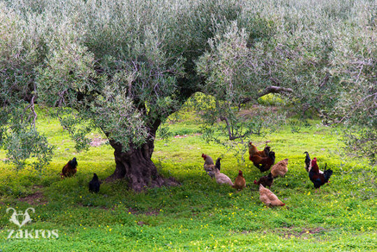 Olive tree animals zakros politeia logo